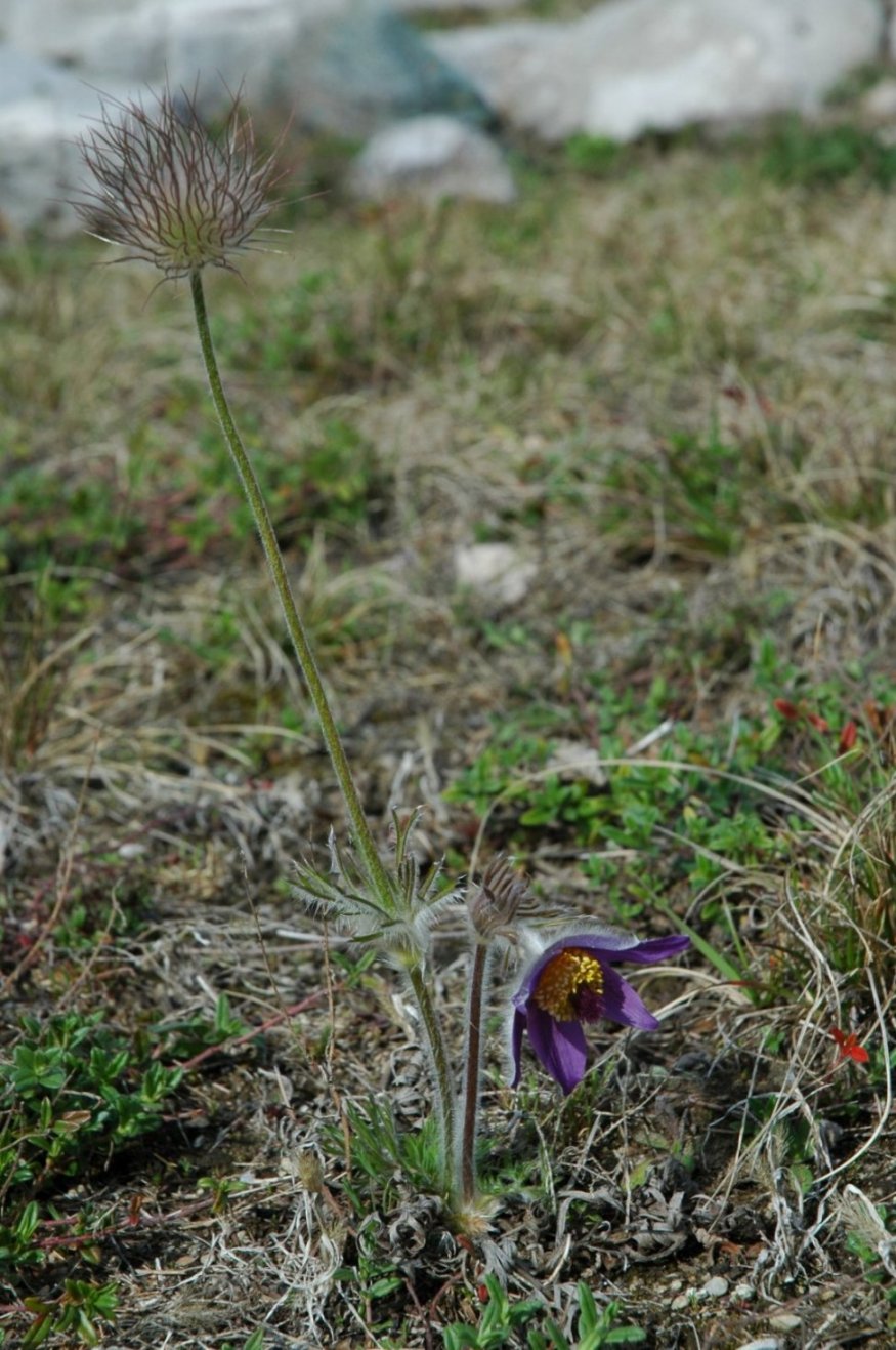 Pulsatilla montana / Anemone montana